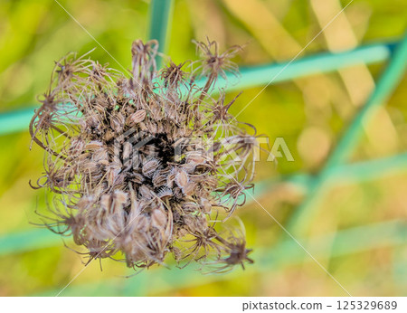 dried flower with its dark colors dried flower with its dark colors 125329689