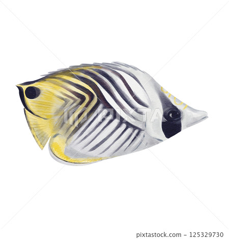 Exotic fish. Wedge-striped threadfin butterflyfish. White and yellow body with black stripes. Elongated mouth. Lives under the sea on reefs. Watercolor illustration without background, hand drawing. Exotic fish. Wedge-striped threadfin butterflyfish. White and yellow body with black stripes. Elongated mouth. Lives under the sea on reefs. Watercolor illustration without background, hand drawing. 125329730