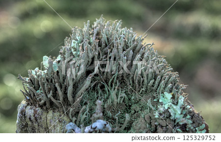 lichens on posts lichens on posts 125329752