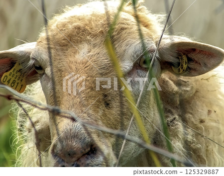 sheep's head in the field 125329887
