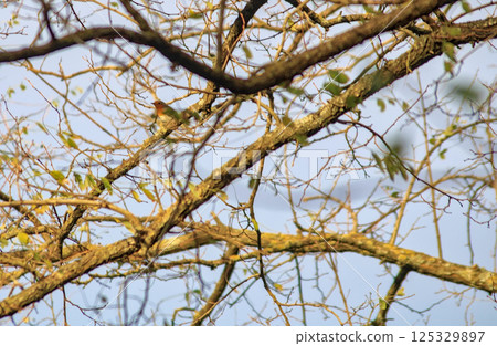 bird with red breast bird with red breast 125329897