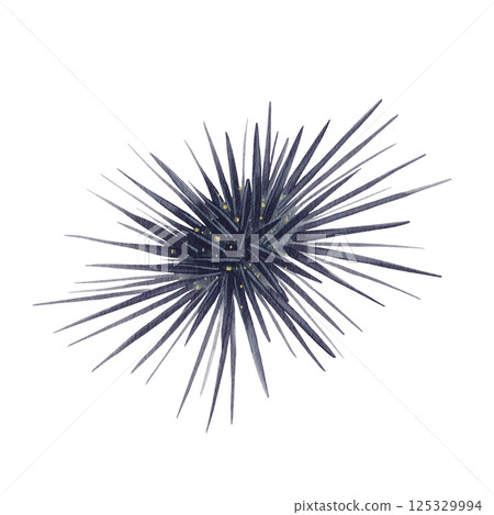 Black sea urchin Mesocentrotus nudus. Echinoidea. spiny ball. Marine animal. Exotic food. Lives underwater. Watercolor illustration without background. Hand drawing.  125329994