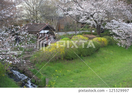 水車和櫻桃樹 水車和櫻桃樹 125329997