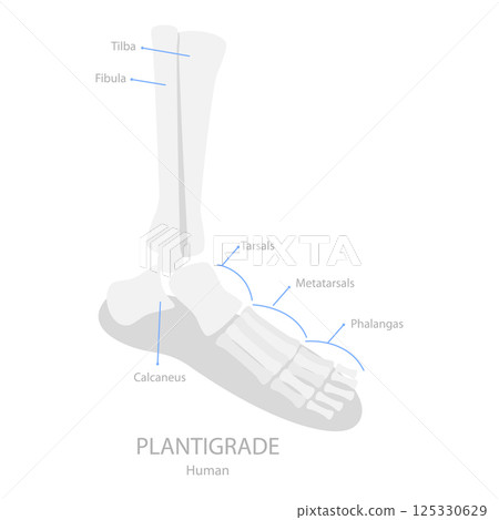 3D Isometric Flat Vector Illustration of Comparison of Plantigrade, Digitigrade and Unguligrade. Item 3 125330629