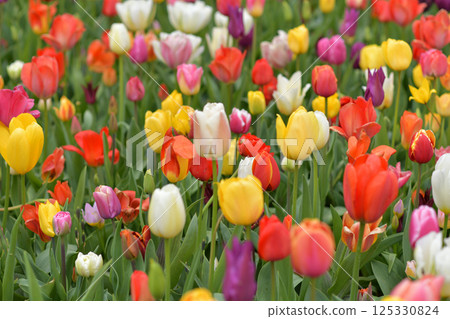 Multicolored tulips background in a park in Holland 125330824