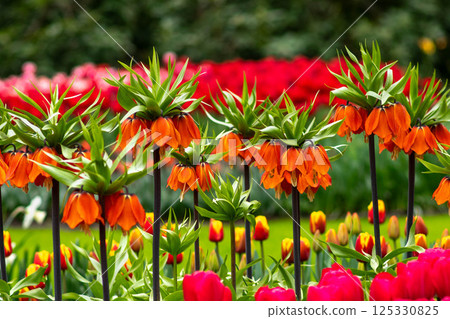 Field of the tulips and orange Fritillaria imperialis, crown imperial, imperial fritillary or Kaiser's crown. Field of the tulips and orange Fritillaria imperialis, crown imperial, imperial fritillary or Kaiser's crown. 125330825