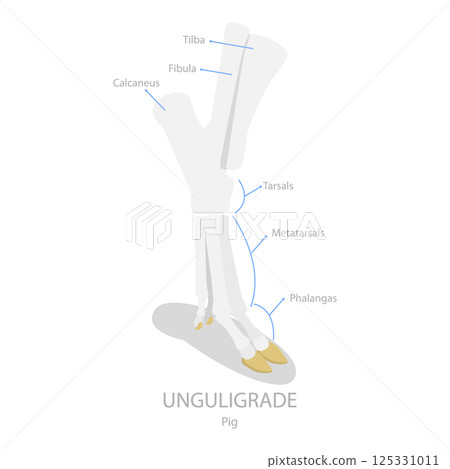 3D Isometric Flat  Illustration of Comparison of Plantigrade, Digitigrade and Unguligrade. Item 1 125331011