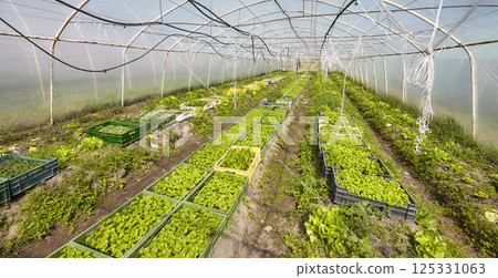 Organic vegetables grown in a foil tunnel. Organic vegetables grown in a foil tunnel. 125331063