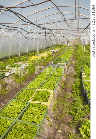 Organic vegetables grown in a foil tunnel. 125331064