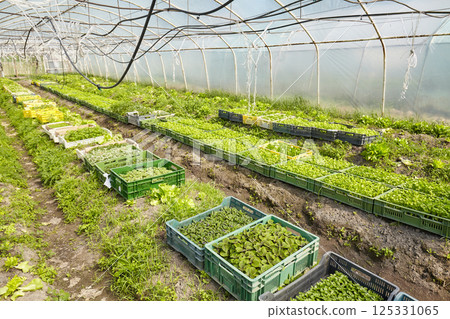 Organic vegetables grown in a foil tunnel. 125331065