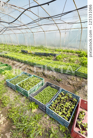 Organic vegetables grown in a foil tunnel. Organic vegetables grown in a foil tunnel. 125331066
