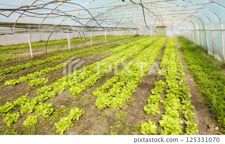 Organic vegetables grown in a foil tunnel. Organic vegetables grown in a foil tunnel. 125331070