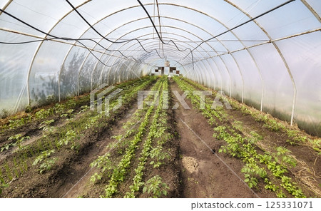 Organic vegetables grown in a foil tunnel. 125331071