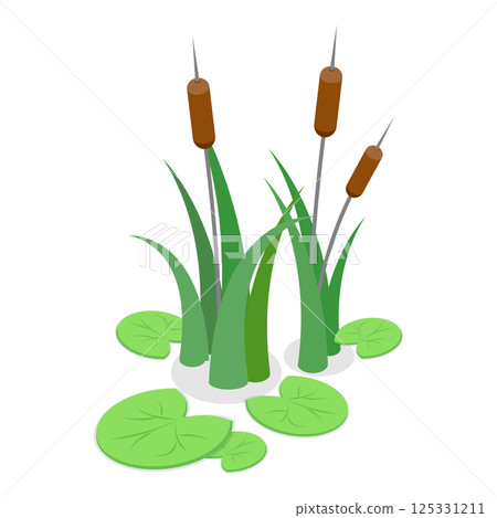 3D Isometric Flat Vector Set of Lake Aquatic Plants, Marsh Reed. Item 2 125331211