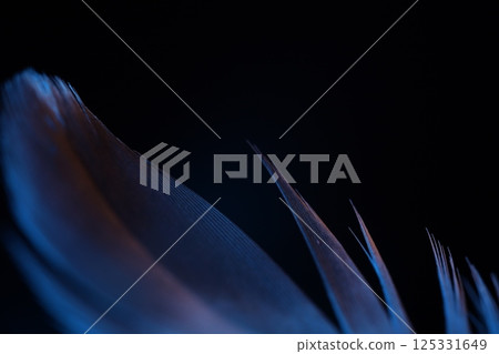 background, bird, pigeon 125331649