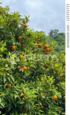 Orange tree with ripe fruit in lush green foliage under cloudy sky 125331715