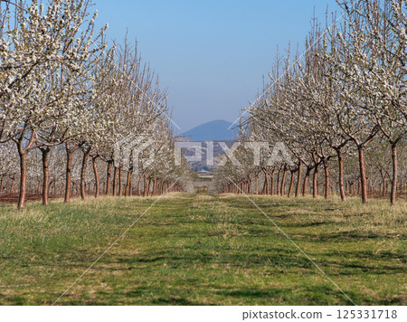 Rows of blossoming cherry trees form a picturesque path leading towards a distant mountain under a clear blue sky Rows of blossoming cherry trees form a picturesque path leading towards a distant mountain under a clear blue sky 125331718