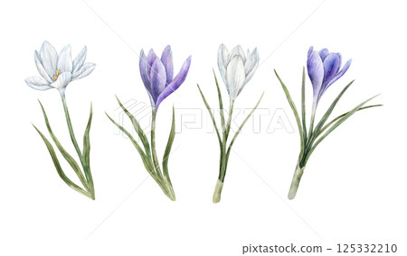 Purple and white crocuses with green leaves. Set of watercolor botanical isolated illustrations. Suitable for spring designs, wedding invitations, greeting cards, branding, packaging, textile patterns Purple and white crocuses with green leaves. Set of watercolor botanical isolated illustrations. Suitable for spring designs, wedding invitations, greeting cards, branding, packaging, textile patterns 125332210