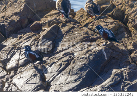 Harlequin duck resting on a rock 125332242