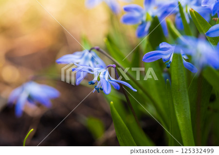 Vibrant blue flowers bloom, capturing the essence of spring. Scilla sibirica 125332499