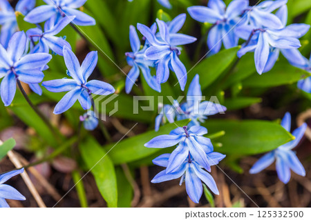 Close-up photo of  Scilla sibirica vivid blue flowers 125332500