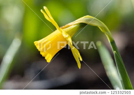 Vibrant yellow daffodil flower captured in detail, showcasing its beauty Vibrant yellow daffodil flower captured in detail, showcasing its beauty 125332503
