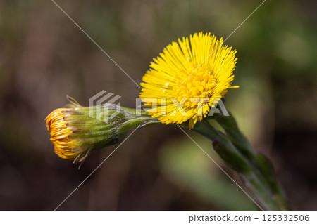 A vivid yellow flower with adjacent bud.  Tussilago farfara or coltsfoot 125332506