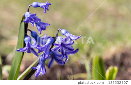 Beautiful purple flowers of the hyacinth plant in full bloom 125332507