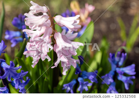 Colorful hyacinth flowers in full bloom surrounded by lush greenery 125332508