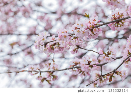 A close-up photo of delicate pink cherry blossoms on a tree branch A close-up photo of delicate pink cherry blossoms on a tree branch 125332514