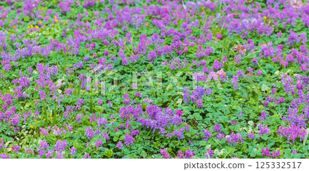 Corydalis solida in bloom. Vivid purple flowers adorn a lush green meadow 125332517