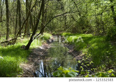 A straight forest river flows between the trees, forming a smooth water corridor in the green silence. 125332583