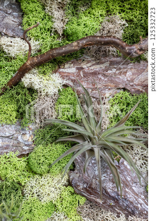 Air Plant and Colorful Moss on Tree Bark 125332723