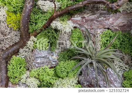 Tillandsia and Reindeer Moss on Tree Bark Tillandsia and Reindeer Moss on Tree Bark 125332724