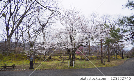 Cherry blossoms at Shinshu Komoro Castle Ruins (Kaikoen) Cherry blossoms at Shinshu Komoro Castle Ruins (Kaikoen) 125332740