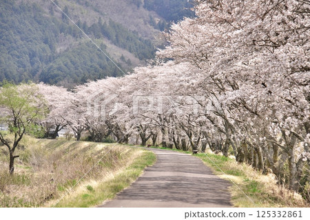 Cherry blossom trees along the embankment road 1 Cherry blossom trees along the embankment road 1 125332861