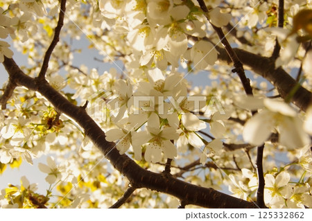 White cherry tree White cherry tree 125332862