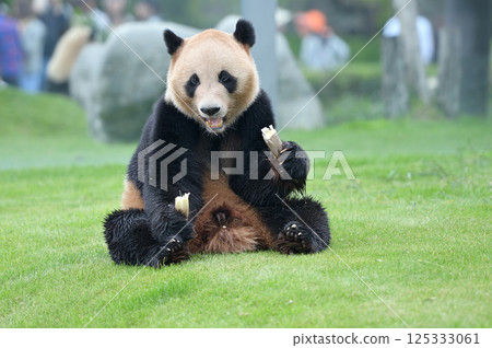 朱濱津津有味地吃著竹筍 125333061