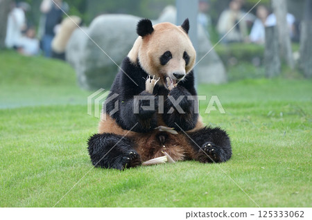朱濱津津有味地吃著竹筍 125333062