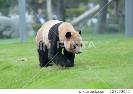 明濱散步 125333063