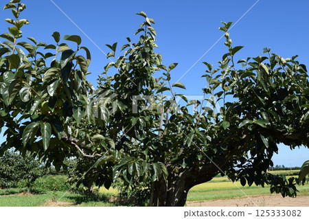 Persimmon tree Shonai, Yamagata Prefecture 125333082