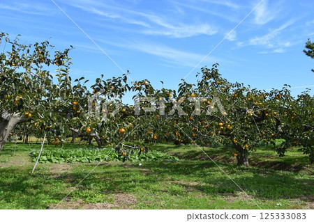 Persimmon tree Shonai, Yamagata Prefecture 125333083
