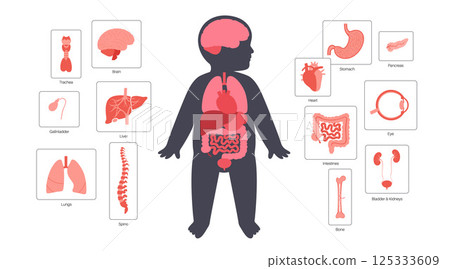 Internal organs of the child 125333609