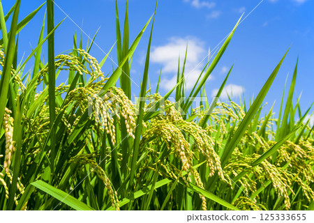 夏稻(八月) 夏稻(八月) 125333655