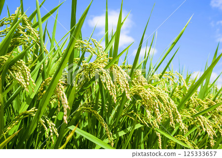 Summer rice (August) Summer rice (August) 125333657