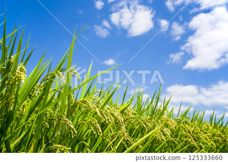 Summer rice (August) 125333660