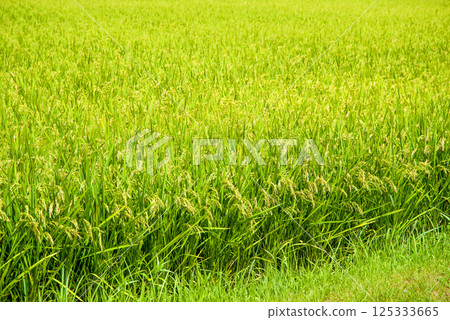 Summer rice (August) Summer rice (August) 125333665