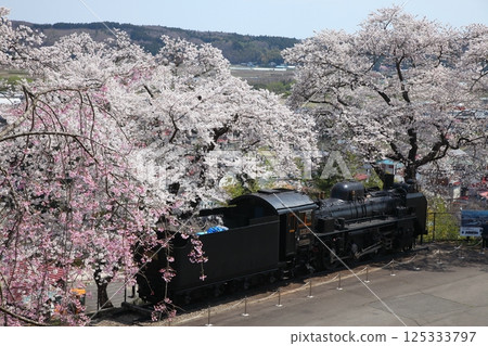 Steam locomotive in a park with cherry blossoms in full bloom 125333797