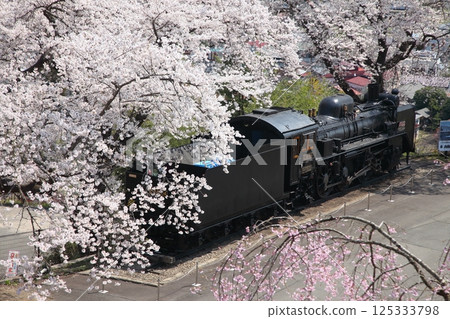 Steam locomotive in a park with cherry blossoms in full bloom Steam locomotive in a park with cherry blossoms in full bloom 125333798