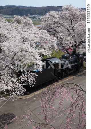 櫻花盛開的公園裡的蒸氣機車 櫻花盛開的公園裡的蒸氣機車 125333799